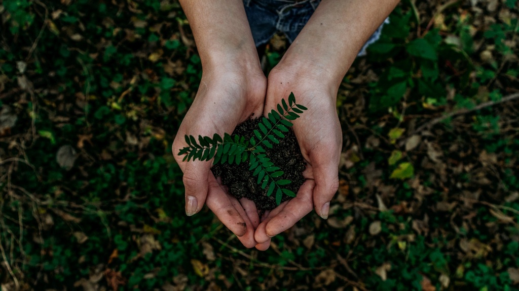 Two hands holding a small plant